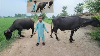 Buffalo race  Buffalo race videos  Chacha Bhatija [upl. by Ailongam]