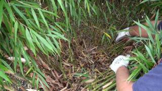 How to prune a clumping bamboo [upl. by Gerick]