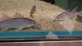 Polydactylus macrophthalmus帝王千手佛巨型千手佛wildfish悠遊魚坊yoyofishroom [upl. by Guyer584]