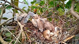 Blackshouldered kite Baby Birds learn to walk around the shellEp23 [upl. by Emeline320]