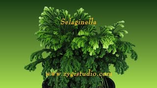 Timelapse of Growing Selaginella Plant [upl. by Rexana590]