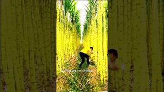 चाइना गन्ना की खेती कैसे कर रहा How is China cultivating sugarcane [upl. by Sassan]