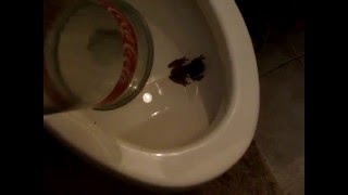 Frog inside the toilet  Part 1 of 2 [upl. by Ellehcin]