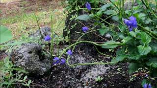 attract butterflies with native floridas porterweed plant [upl. by Michael19]