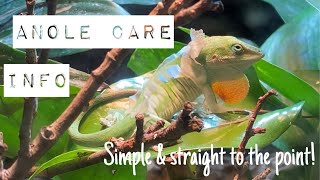 How to keep green anoles in captivityInfofeeding setup etc [upl. by Trisha200]