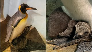 Meet the Montreal biodômes new baby penguin [upl. by Meredeth707]