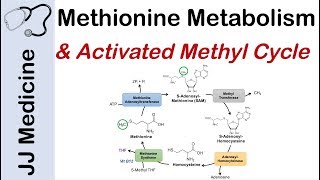 Methionine Metabolism and Activated Methyl Cycle  Pathway and Purpose [upl. by Fortunio]