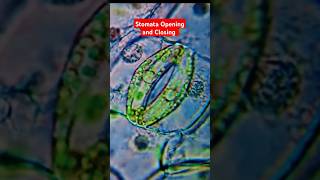 Mechanism of Opening and closing of stomata stomata plantphysiology mechanism agriculture viral [upl. by Llegna]