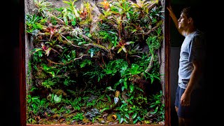 Giant DIY 600 Gallon Jungle Vivarium [upl. by Neras]