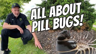 All About Pill Bugs [upl. by Neilson333]