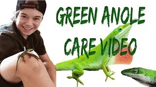 ANOLE CARE VIDEO [upl. by Lyrradal]