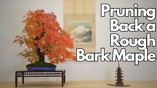 Pruning Back A Rough Bark Japanese Maple [upl. by Namhar]