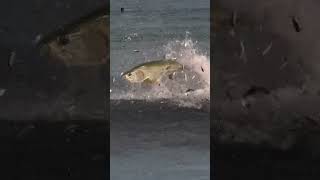 Giant tarpon trying to catch a mealtarpon fish fishing bait natureOutdoors [upl. by Nilyram338]