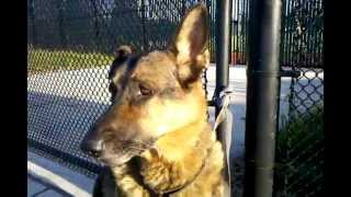 DOG EAR HEMATOMA AURAL GERMAN SHEPHERD SWOLLEN INFLAMED ENLARGED Take 1 [upl. by Haral]