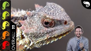 Horned Lizard The Best Pet Lizard [upl. by Dupin879]