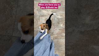 When she force you to play👻❤️beagle dog pets dogshorts cute dogs viralvideo video beagle [upl. by Noll79]