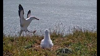 Albatross Attempts Landing Fails Spectacularly RoyalCam  NZ DOC  Cornell Lab [upl. by Hymie]