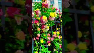 Flower garden 🌹🌹flowergarden flower rosegarden roses shorts shortvideo [upl. by Elatnahc774]