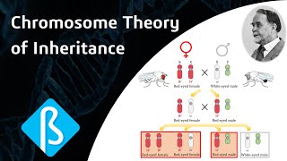 Chromosome Theory of Inheritance BI05 [upl. by Lon]