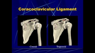 Anatomy of the coracoclavicular ligament Trapezoid and conoid ligaments [upl. by Si]