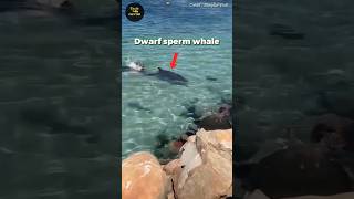 Sperm Whale vs Sea Lion 😰 [upl. by Greenfield481]