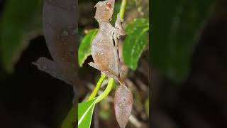 EL EXTRAÑO GECKO SATÁNICO CON COLA DE HOJA [upl. by Tiffa295]