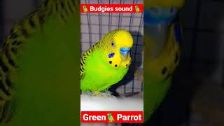 Budgies parrot soundgreen budgie parrotbudgies parrot green colourbudgies grit viral status [upl. by Derayne70]