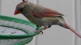 Northern female Cardinal back at the feeder [upl. by Hutton]