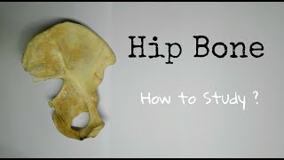 Hip Bone  1 How to Study  ilium Ischium and Pubis  Dr Pawan nagar [upl. by Goren336]