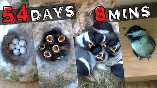 Blackcapped Chickadee Nest Box  54 Days in 8 mins [upl. by Chuck]