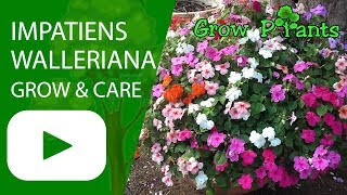 Impatiens walleriana  grow amp care  Great ground cover [upl. by Teerprug]