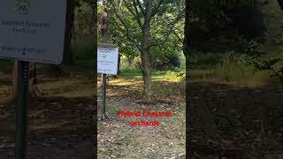 Hybrid Chestnut orchards at Codorus dayhikingandherpingdudes [upl. by Eimmelc50]