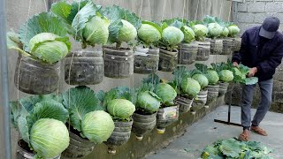 Housewives dream Cabbage Garden growing cabbage in plastic bottles [upl. by Capon]