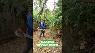 SWEET FRUITS But HORRIFIC PLANT BlackBerry Mulching satisfying overgrown satisfyinglawncare [upl. by Garris]