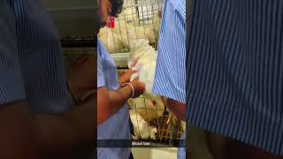 Blood test in poultry farm poultrytech chicken poultry poultryfarming animalhusbandry [upl. by Tatman]