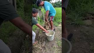 Countryside  Harvesting Tilapia [upl. by Castora65]