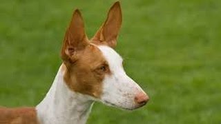 Ibizan Hound Podenco Ibicenco [upl. by Aigneis]