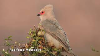 Birding ANGOLA 2023 [upl. by Nilrev710]