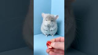 To tell you the truth when I gave the little chinchilla a whole strawberry I even felt the un [upl. by Sparrow]