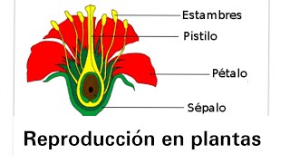 Reproducción en plantas  Ciencias Naturales [upl. by Lebasile]