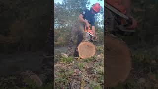 Hungry amp Sharp 🔥 lumberjack chainsaw wood asmr husqvarna satisfying logging [upl. by Eph]