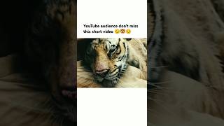 YouTube audience dont miss this short video 😊🐯😊 song bollywood love trending viralsong [upl. by Nyved386]