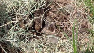 Cottontail Rabbit Nest w Baby Rabbits [upl. by Nagy]