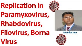 Replication in Paramyxovirus Rhabdovirus Filovirus Borna Viruses [upl. by Jenesia]