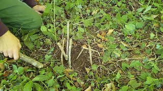 Scissor trap with butterbur string [upl. by Enymsaj]