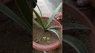 Plantation of Agave angustifolia🪴🌱ytshorts [upl. by Eilagam831]