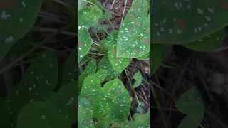 Caladium plant care tips plants gardeningtipsandtricks gardening indoorplanting Caladium plant [upl. by Azarria]