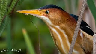 Least Bittern Vocalizing [upl. by Chaney444]