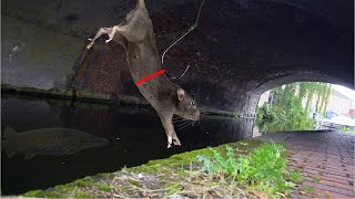 Using Real RATS as BAIT In a City Canal [upl. by Gnilsia]