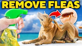 Homemade Flea Spray Recipe to Get Rid of Fleas on Dogs [upl. by Adlay]